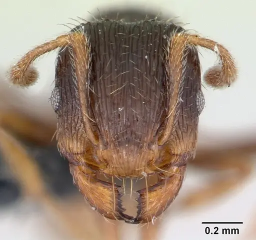 Tetramorium impurum - CASENT0173645