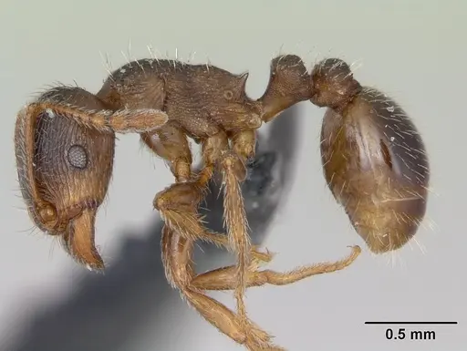 Tetramorium impurum - CASENT0173645