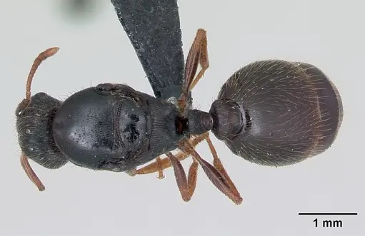 Tetramorium impurum - CASENT0173869