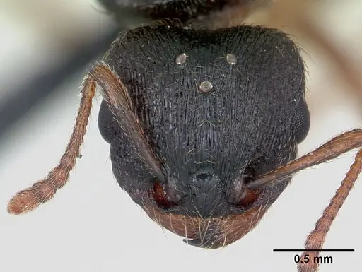 Tetramorium impurum - CASENT0173869