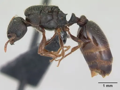 Tetramorium impurum - CASENT0173869