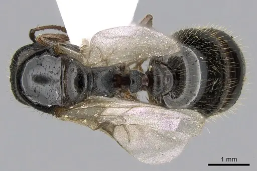 Tetramorium impurum - CASENT0281558
