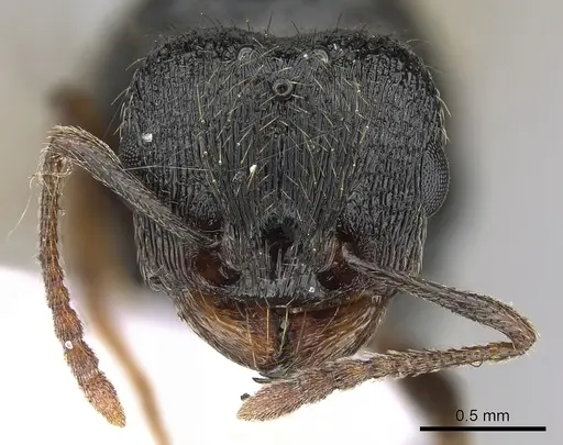 Tetramorium impurum - CASENT0281558