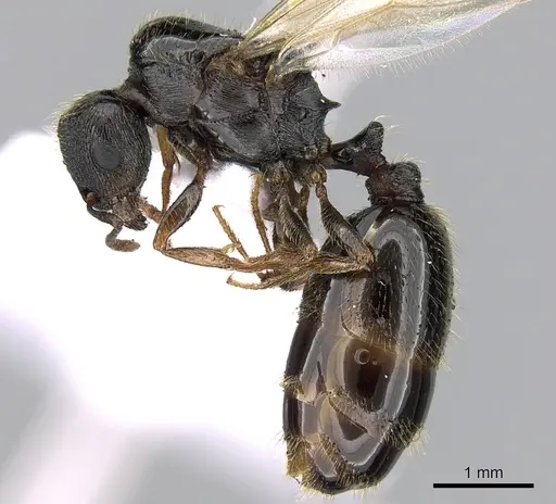 Tetramorium impurum - CASENT0281558