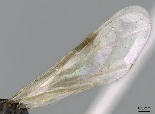 Tetramorium impurum - CASENT0281558