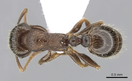 Tetramorium impurum - CASENT0281559