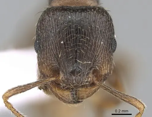Tetramorium impurum - CASENT0281559