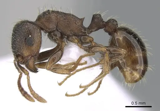 Tetramorium impurum - CASENT0281559