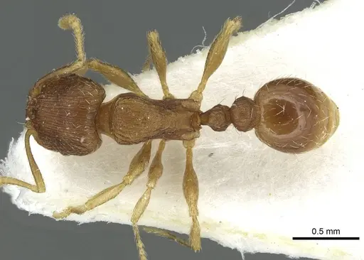 Tetramorium impurum - CASENT0915001