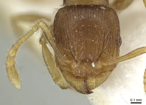 Tetramorium impurum - CASENT0915001