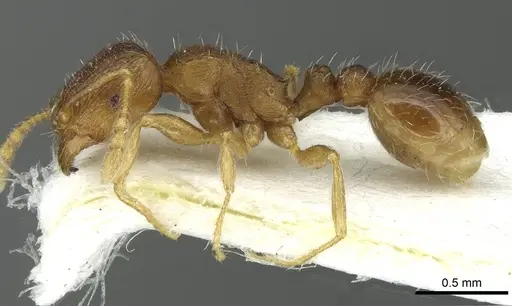 Tetramorium impurum - CASENT0915001