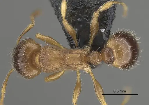 Tetramorium impurum - CASENT0919635