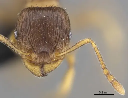 Tetramorium impurum - CASENT0919635