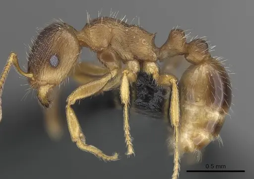 Tetramorium impurum - CASENT0919635