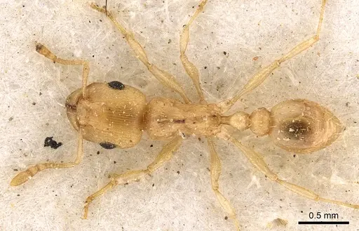 Tetramorium incruentatum specimen