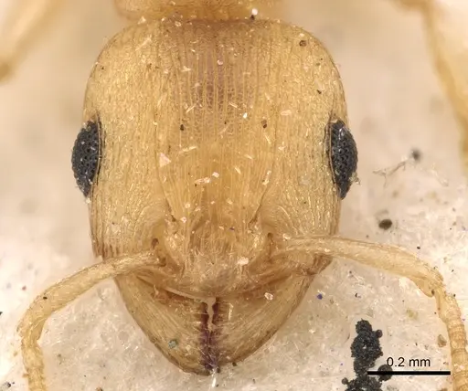 Tetramorium incruentatum specimen