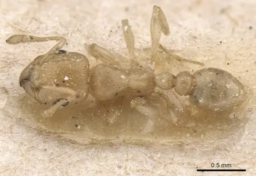 Tetramorium incruentatum - CASENT0915019