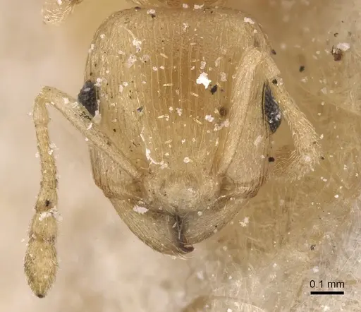 Tetramorium incruentatum - CASENT0915019