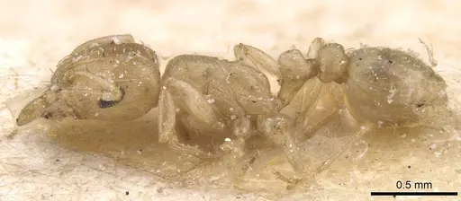 Tetramorium incruentatum - CASENT0915019