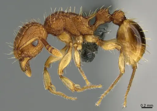 Tetramorium indicum specimen