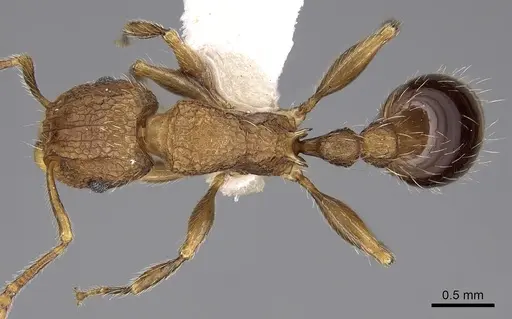 Tetramorium indicum - CASENT0280887
