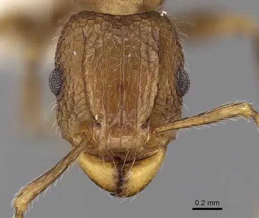 Tetramorium indicum - CASENT0280887
