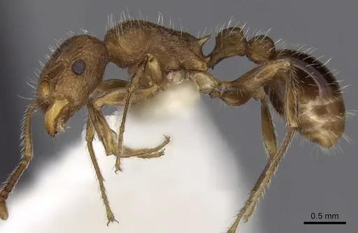 Tetramorium indicum - CASENT0280887