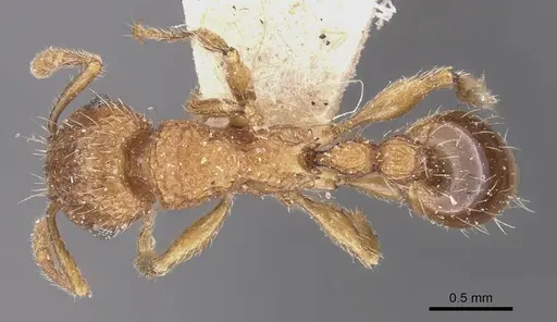 Tetramorium indicum - CASENT0909109