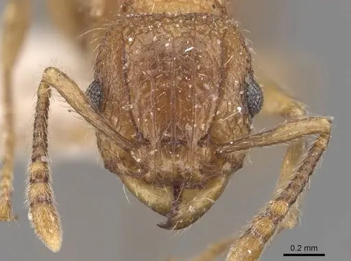 Tetramorium indicum - CASENT0909109