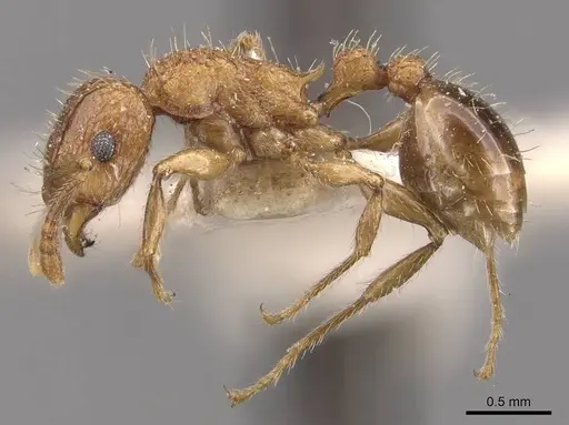 Tetramorium indicum - CASENT0909109