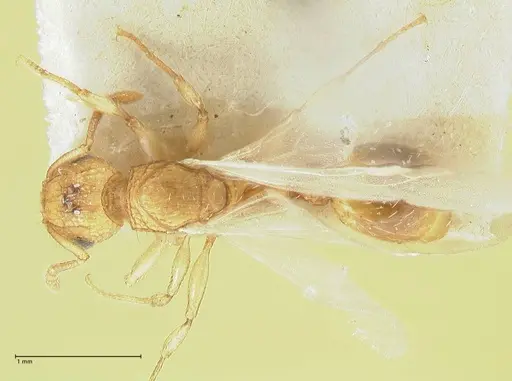 Tetramorium indicum - FOCOL2094