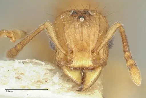 Tetramorium indicum - FOCOL2094