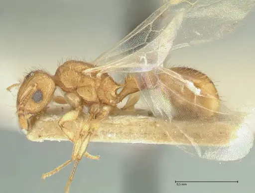 Tetramorium indicum - FOCOL2094