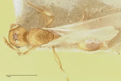 Tetramorium indicum - FOCOL2095
