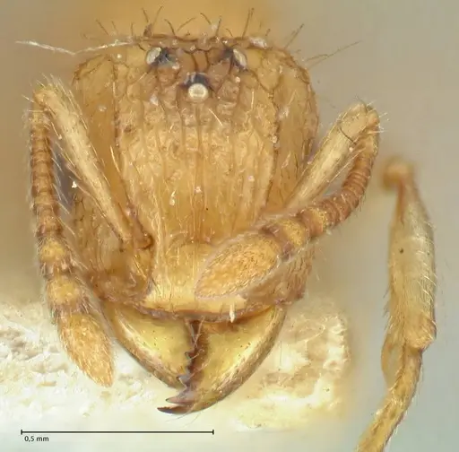 Tetramorium indicum - FOCOL2095