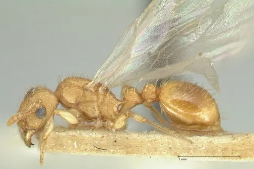 Tetramorium indicum - FOCOL2095