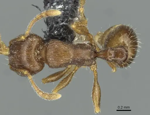 Tetramorium indocile specimen