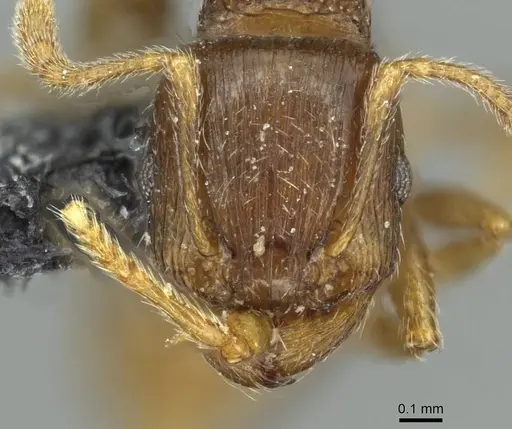Tetramorium indocile specimen