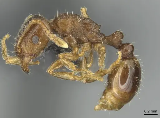 Tetramorium indocile specimen