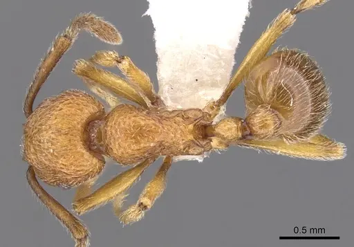 Tetramorium indosinense specimen