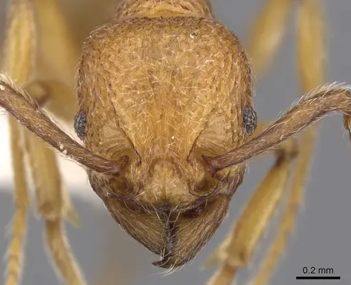 Tetramorium indosinense specimen