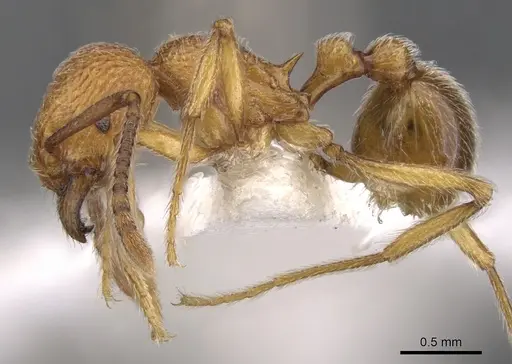 Tetramorium indosinense specimen