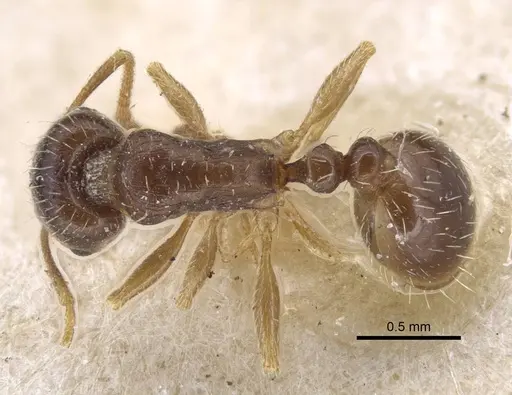 Tetramorium inerme specimen