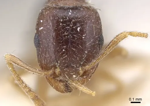 Tetramorium inerme specimen