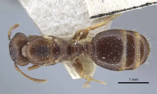 Tetramorium inerme - CASENT0917068