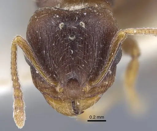 Tetramorium inerme - CASENT0917068