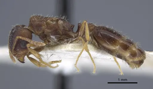 Tetramorium inerme - CASENT0917068