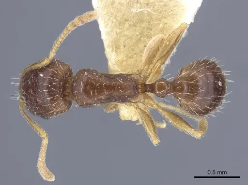 Tetramorium inerme - CASENT0917071