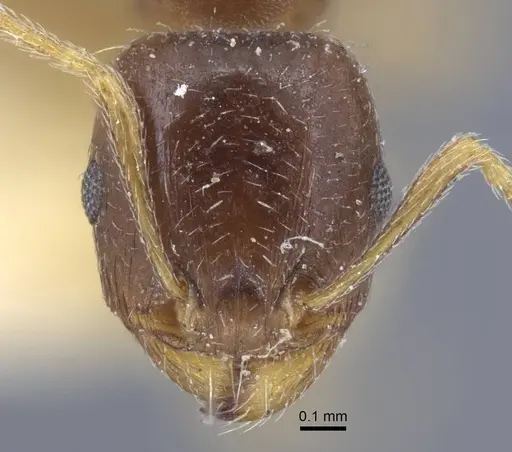 Tetramorium inerme - CASENT0917071