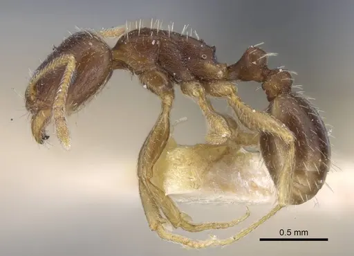 Tetramorium inerme - CASENT0917071